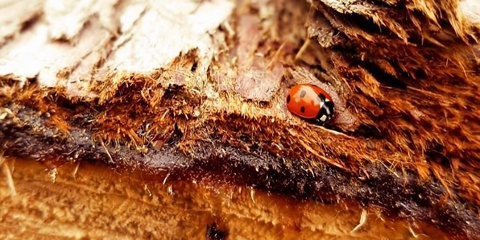 A log section with a lady bug.