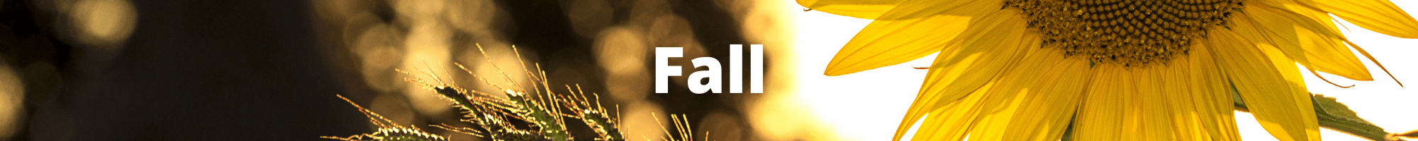 10x1 Fall Banner