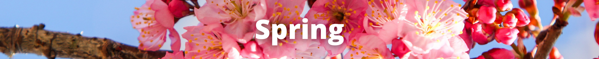 Spring 10x1 Spring Banner