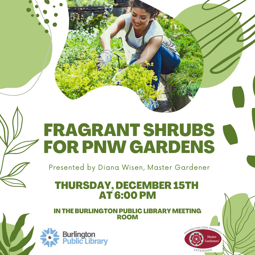 Fragrant Shrubs for PNW Gardens 