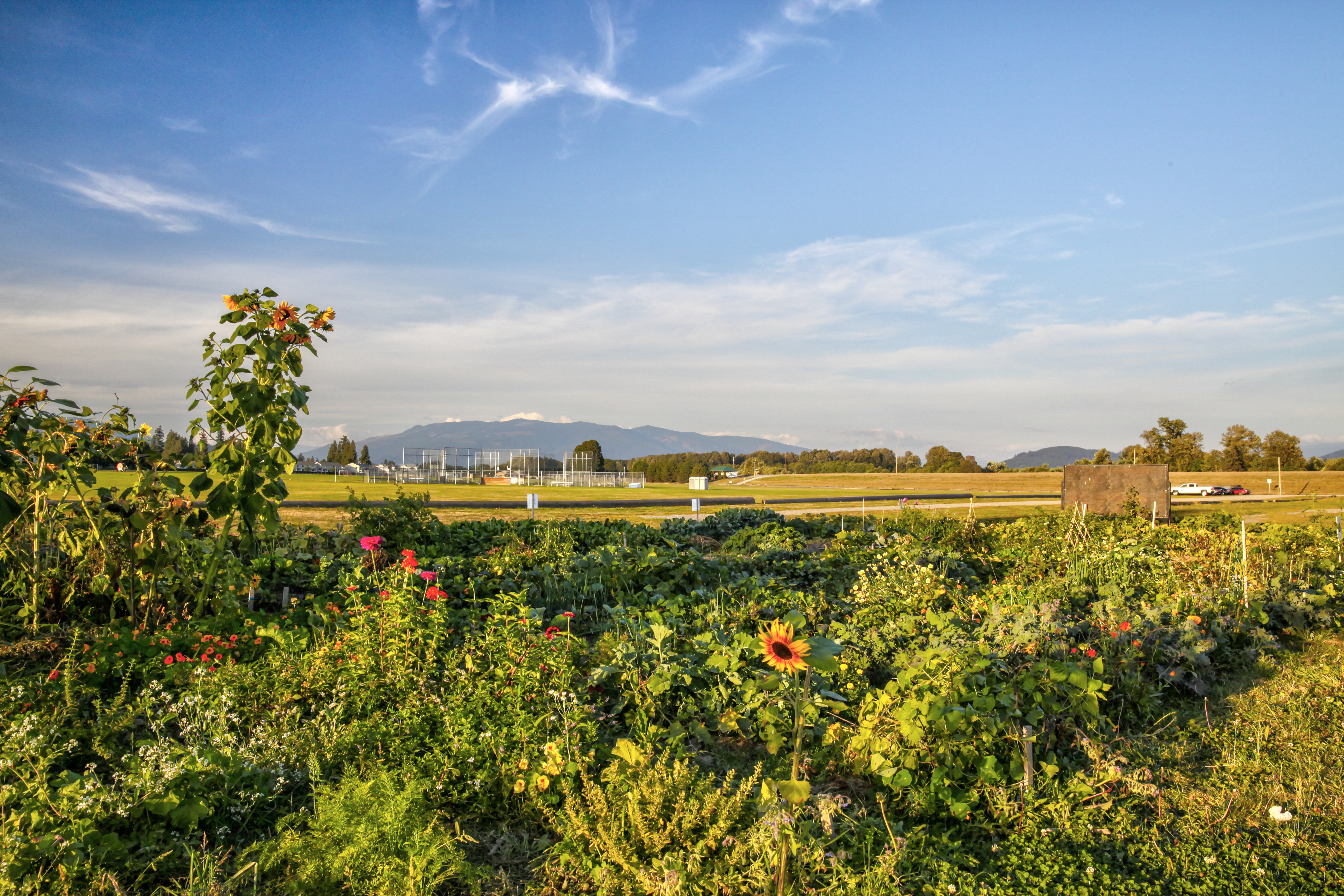 1 SRP - Pea Patch 2 - photo credit Rita Martin
